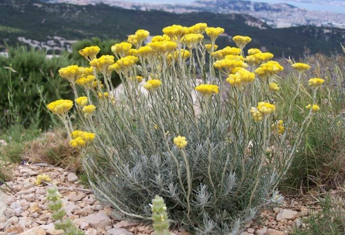 Villa Vue Mer Et Nature Route De Cigala Sollacaro المظهر الخارجي الصورة